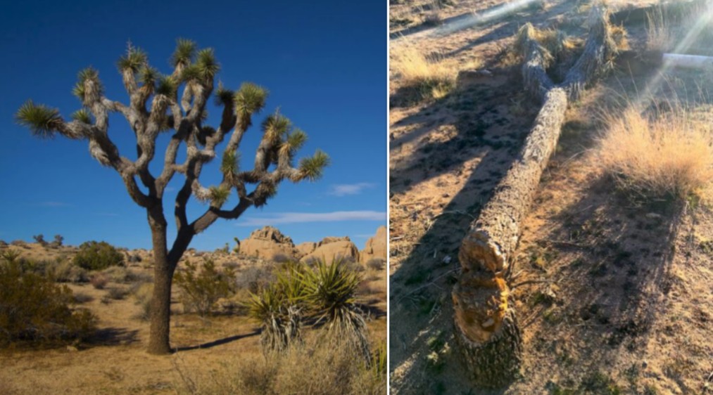 Joshua Tree National Park closed after vandals start cutting down trees