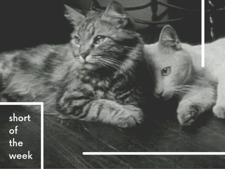 The Private Life of a Cat' by Alexander Hammid and Maya Deren