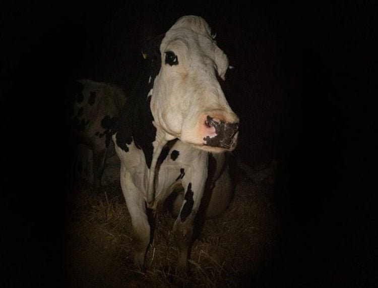 'Cow' Review - Andrea Arnold's profound, maternal documentary