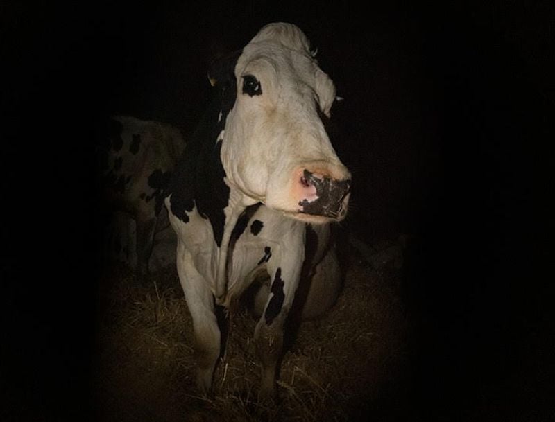 'Cow' Review - Andrea Arnold's profound, maternal documentary