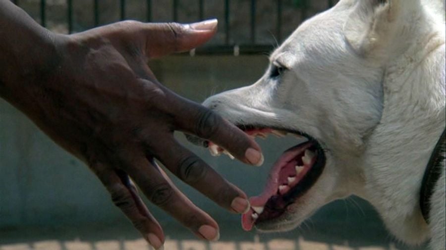 White Dog Samuel Fuller