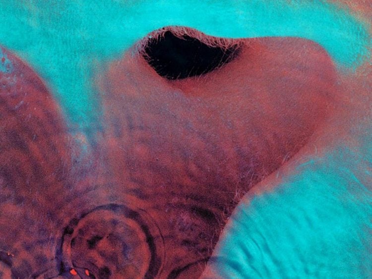 pink floyd meddle