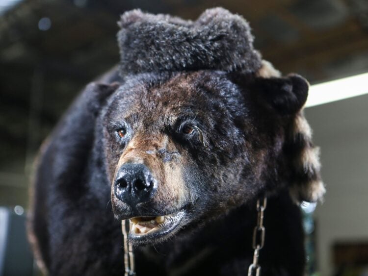 Waylon Jennings once owned the bear from Elizabeth Banks' movie 'Cocaine Bear'