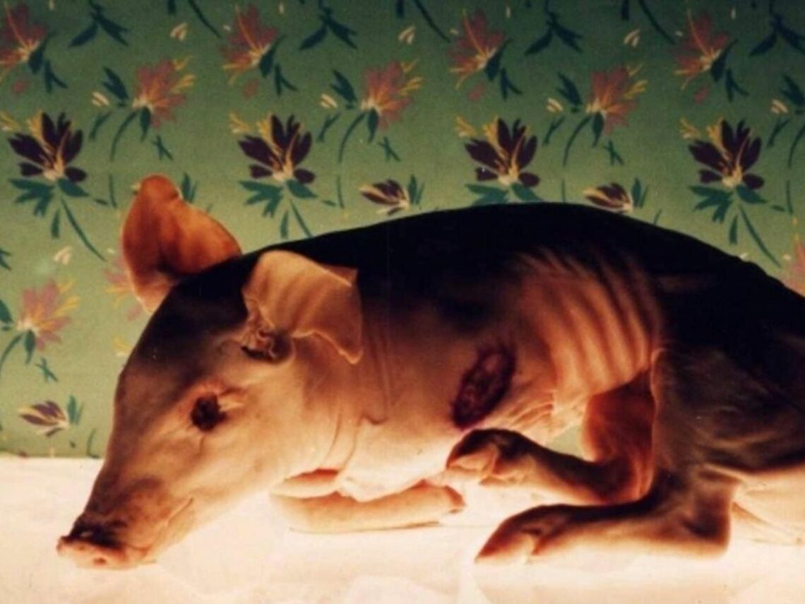 'Isle of Flowers' - Jorge Furtado