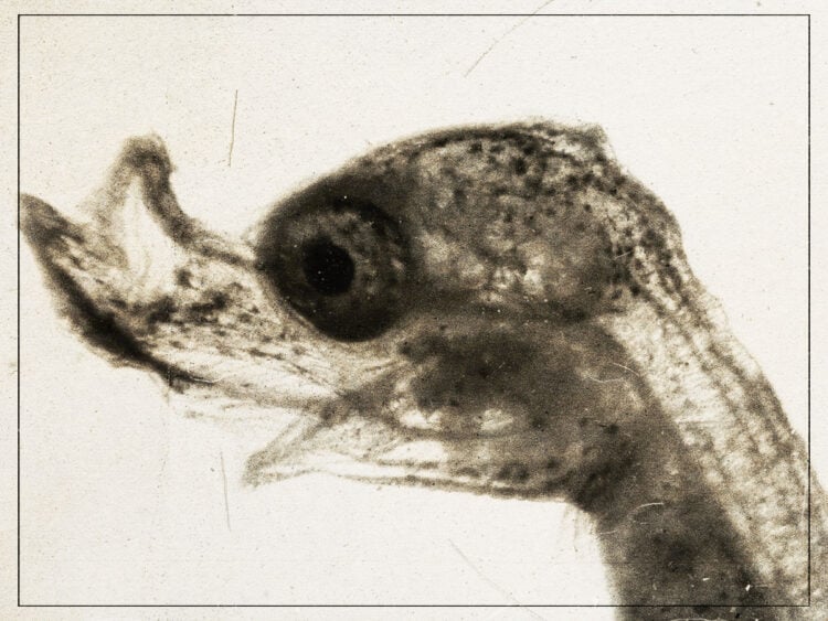 'The Sea Horse'- Jean Painlevé's remarkable images - 1934