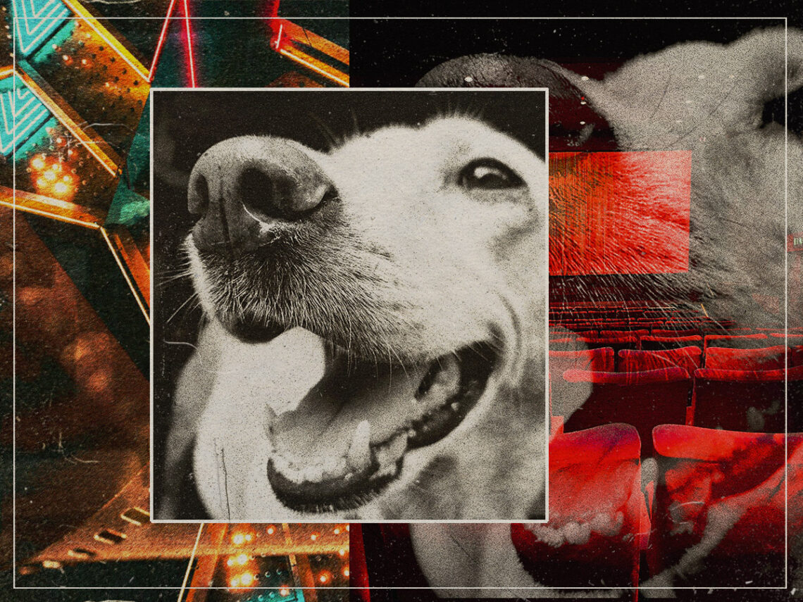 The unusual record for the most dogs attending a movie screening - 2023