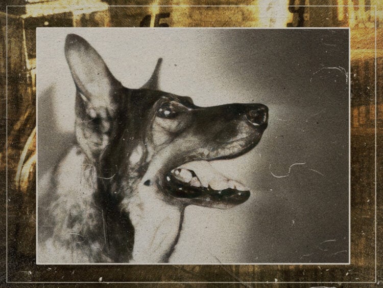 Rin Tin Tin - Acting Dog - Dog Actor - 1929