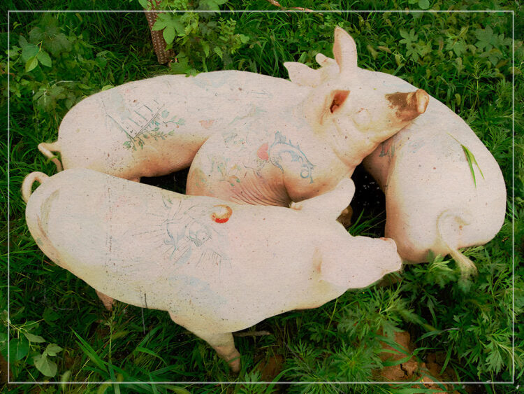 Wim Delvoye - Tattooed Pigs - Art - Installation