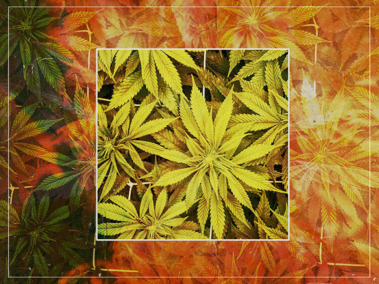 Cannabis - Weed - Marijuana - General