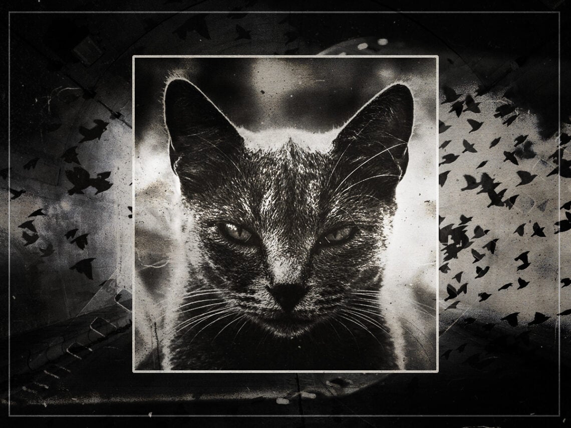How a cat inspired one of cinema's greatest horror villains - 2023