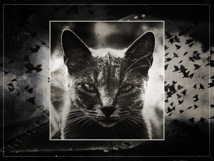 How a cat inspired one of cinema's greatest horror villains - 2023