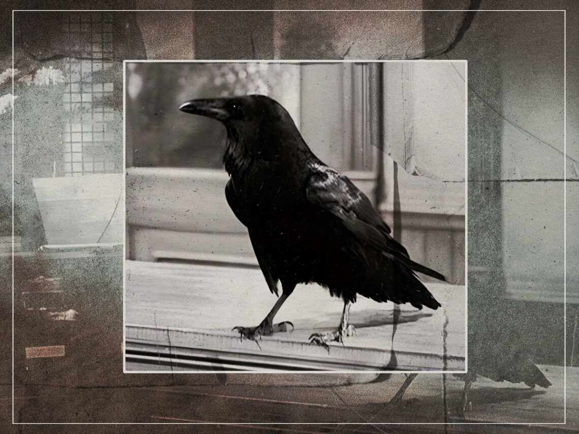 Jimmy- the raven who appeared in over 1,000 movies
