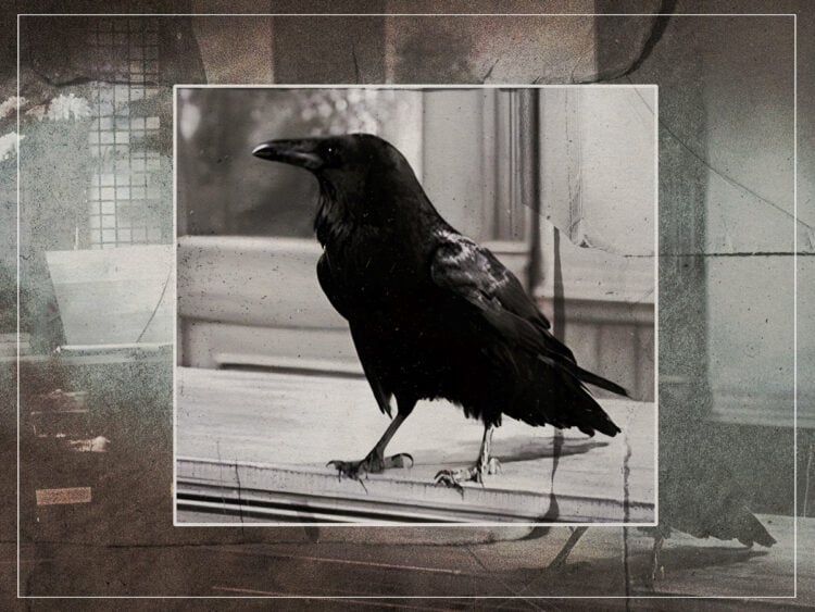 Jimmy- the raven who appeared in over 1,000 movies