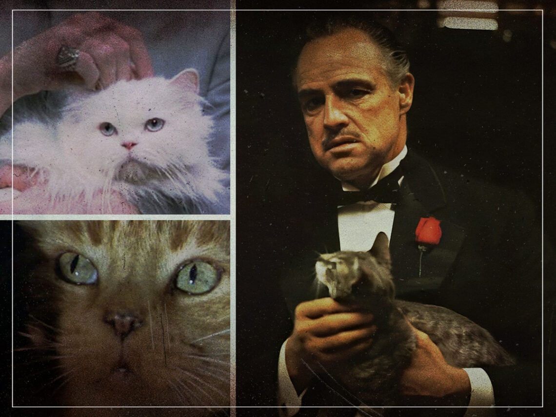 Purring Cinema- The five greatest movie cats