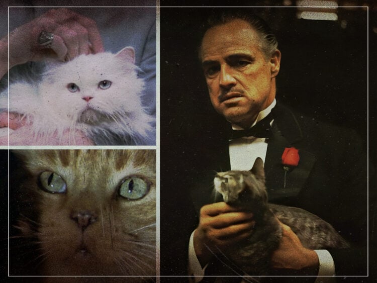 Purring Cinema- The five greatest movie cats