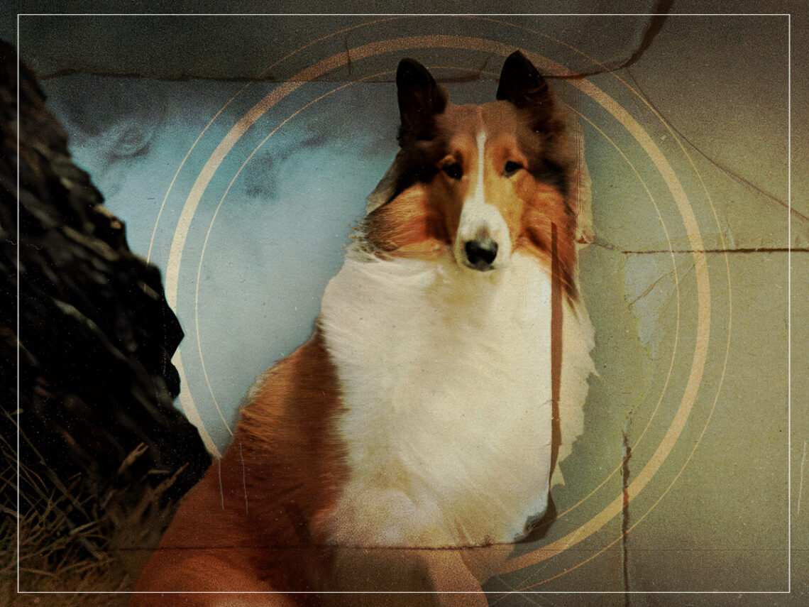 Canine compatriots- the five greatest dogs in cinema history