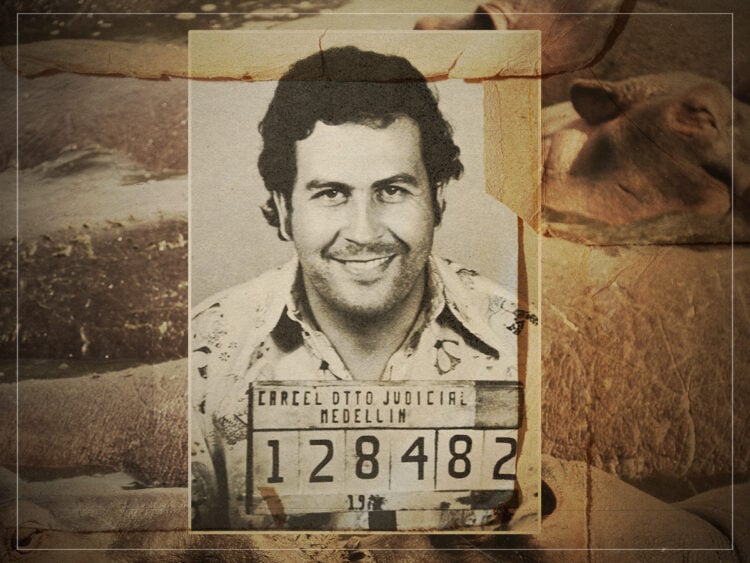 How Pablo Escobar's hippos ruined the Colombian countryside