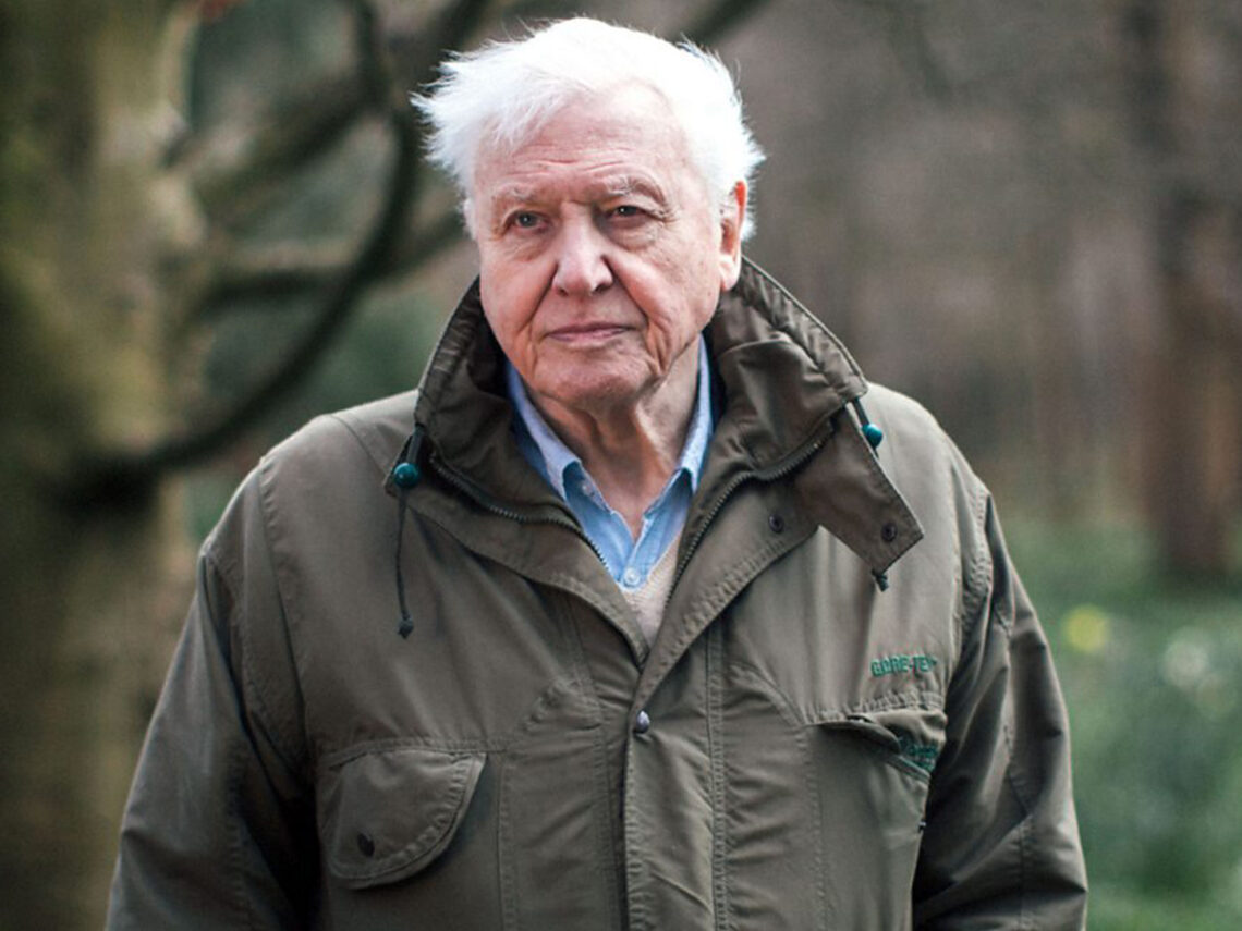 David Attenborough - Documentary Maker - Broadcaster - Far Out Magazine