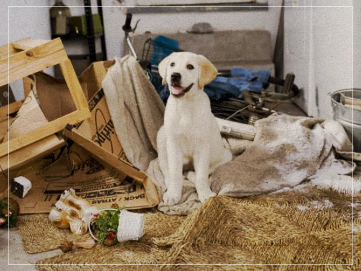 Marley - Marley and Me - David Frankel - 2008