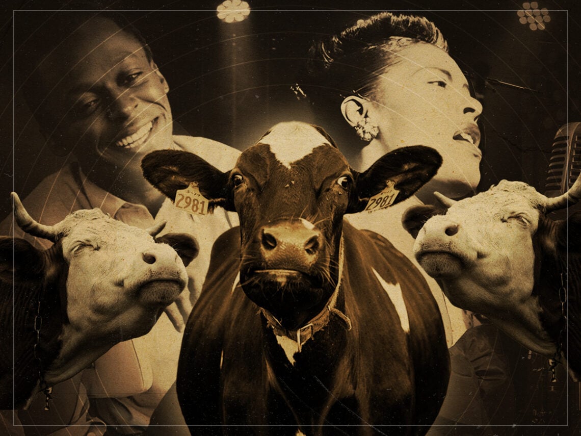 Do Cows really love music, and jazz in particular?