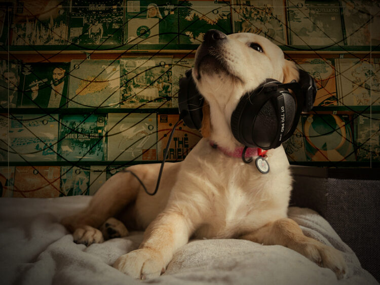Does your dog really like music? The truth according to science