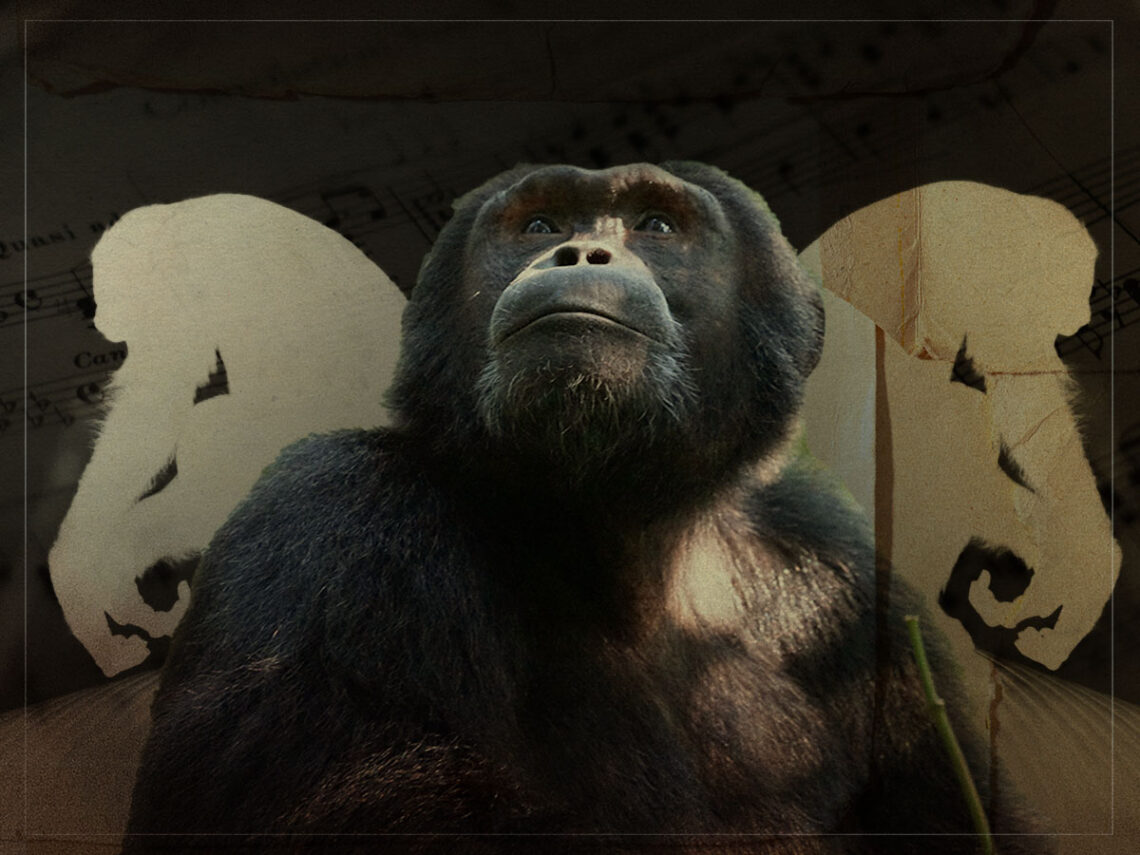 Were chimpanzees the world's first musicians? -