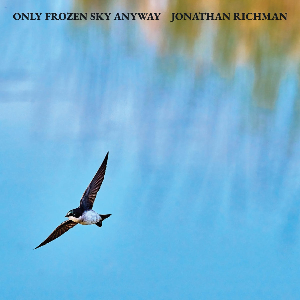 Little Black Bat - Jonathan Richman - 2025