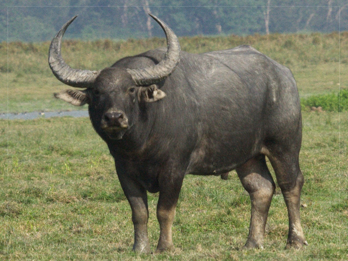 Water Buffalo - Animal - Apocalypse Now