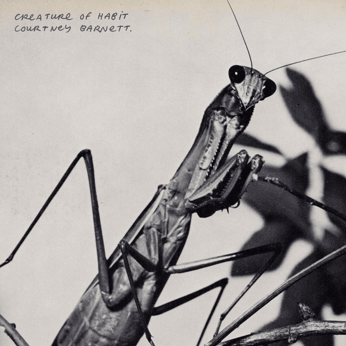 Courtney Barnett - Mantis - 2026